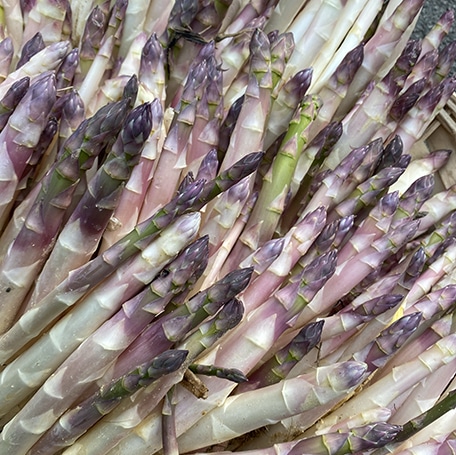 ASPERGE LEGUME DE SAISON ETE patrick seche la baule producteur local maraicher