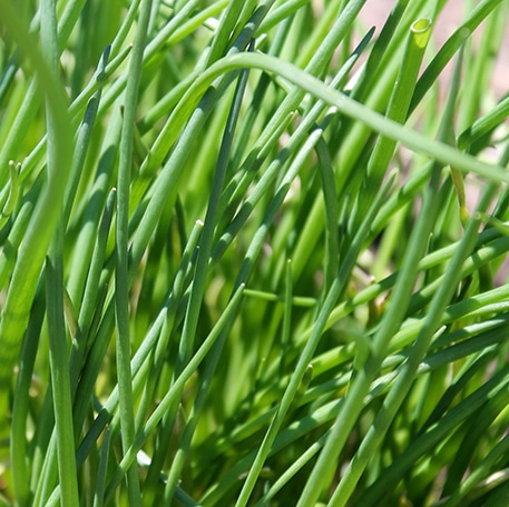 Green chives growing outdoors in the garden vegetable patch.