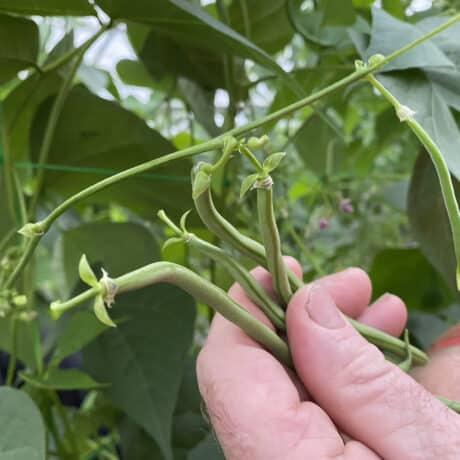 HARICOTS VERT