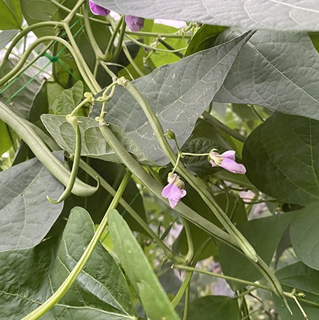 HARICOTS VERT LEGUME DE SAISON ETE patrick seche la baule producteur local maraicher