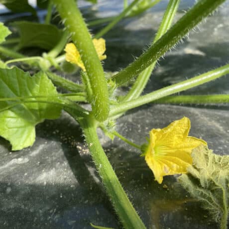 MELON PATRICK SECHE PRODUIT DE SAISON LEBUME DE SAISON MARAICHER LA BAULE