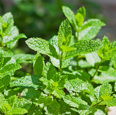 Feuilles de menthe