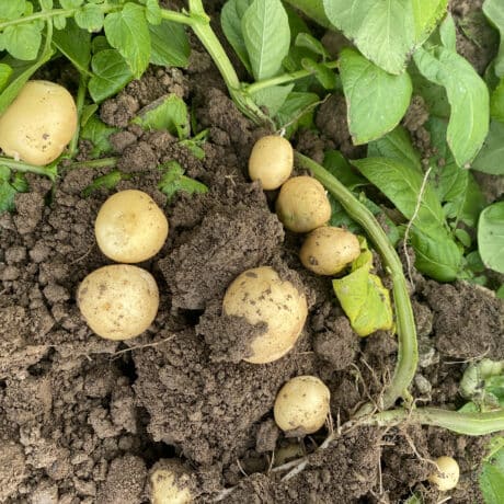 POMME DE TERRE NOUVELLE LEGUME DE SAISON ETE patrick seche la baule producteur local maraicher