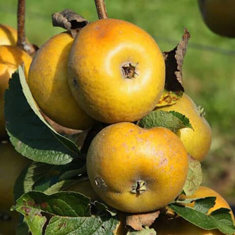 Pomme patte-de-loup