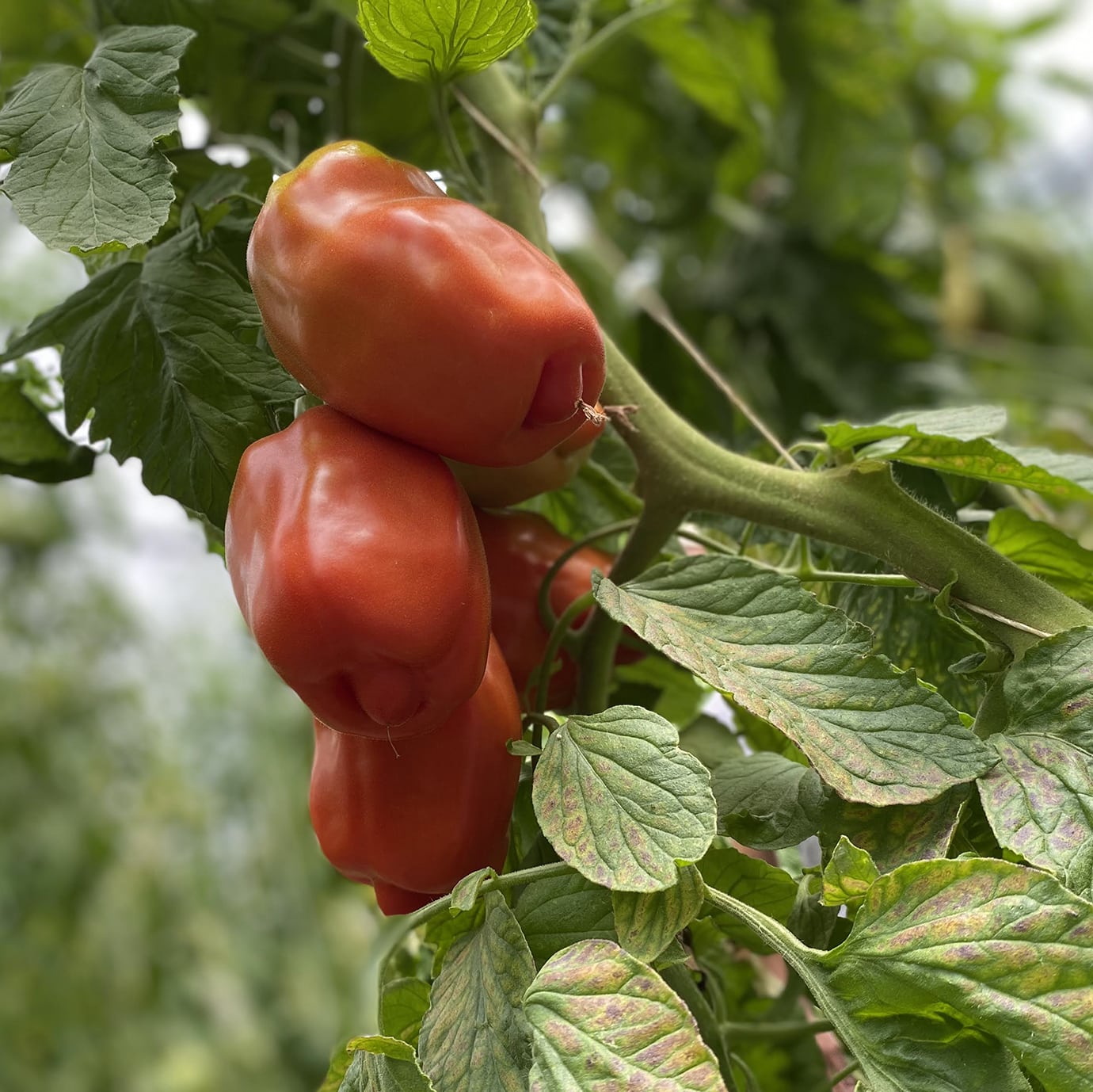 Tomate andine cornue tomate ancienne patrick seche la baule producteur local maraicher