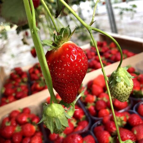 fraise dream patrick seche la baule