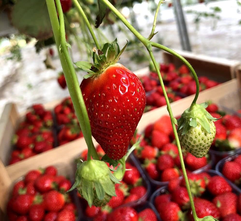 fraise dream patrick seche la baule