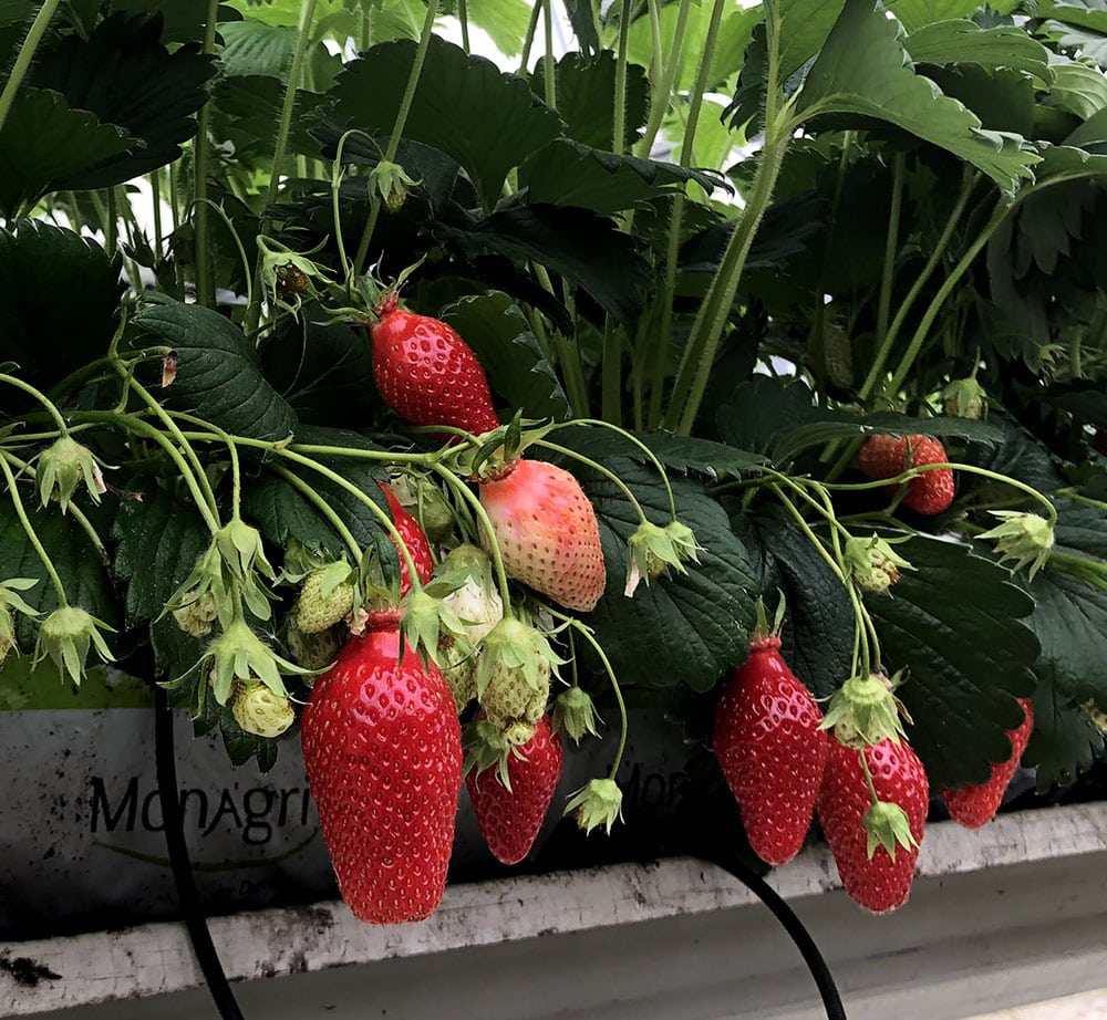 fraise gariguette la baule fraise patrick seche