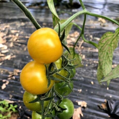 Tomate lemon tomate ancienne patrick seche la baule producteur local maraicher