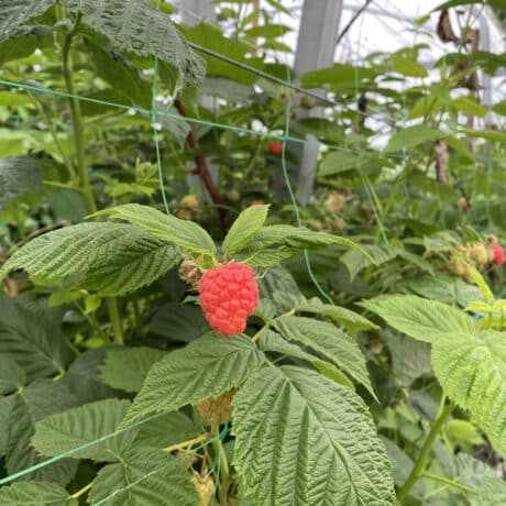 FRAMBOISE PATRICK SECHE LA BAULE PRODUCTEUR FRUITS ROUGE