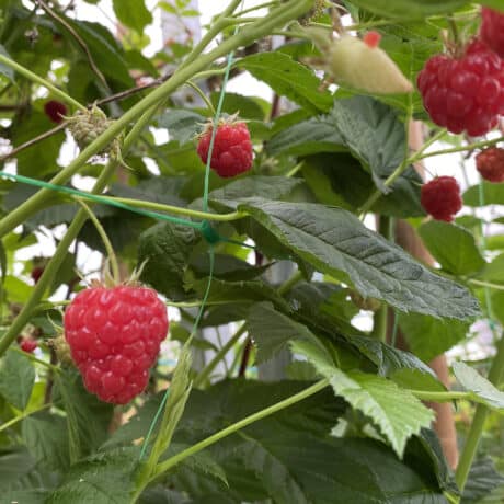 FRAMBOISE PATRICK SECHE LA BAULE PRODUCTEUR FRUITS ROUGE