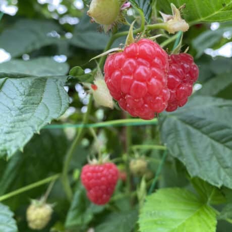 FRAMBOISE PATRICK SECHE LA BAULE PRODUCTEUR FRUITS ROUGE