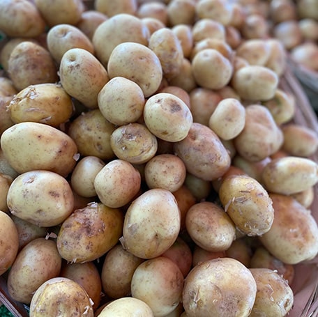 POMME DE TERRE NOUVELLE LEGUME DE SAISON ETE patrick seche la baule producteur local maraicher