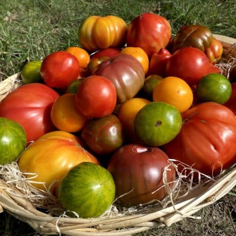 Panier de Tomate