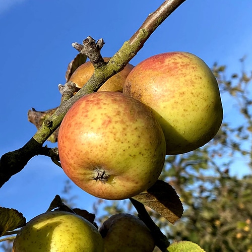 pomme la jubilé la baule patrick séché producteur