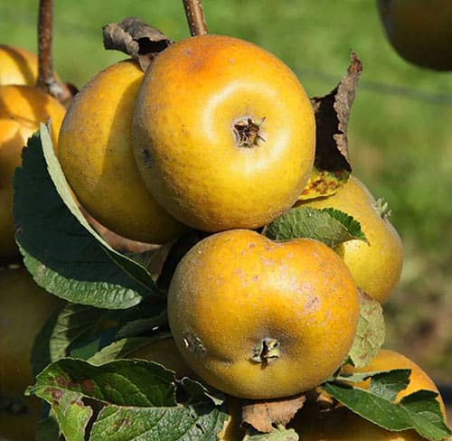 pomme patte de loup la baule patrick séché producteur