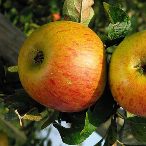 pomme reine des reinettes la baule patrick séché producteur