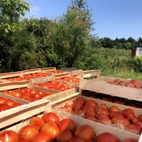 Tomate coeur de boeuf