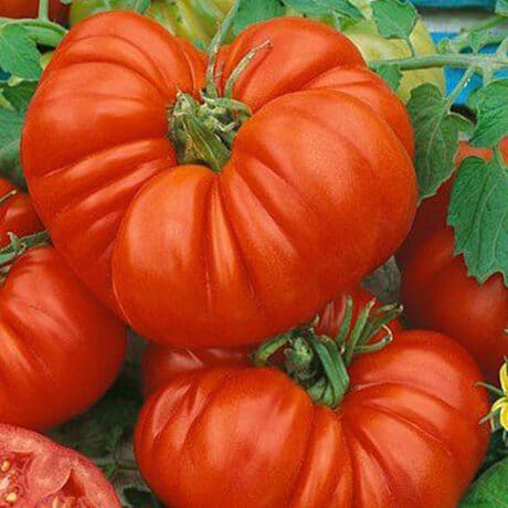 Tomates-Beefsteak-Grappes