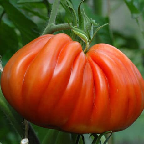 Tomate coeur de boeuf tomate ancienne charnue patrick seche la baule producteur local maraicher
