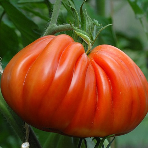 Tomate coeur de boeuf tomate ancienne charnue patrick seche la baule producteur local maraicher