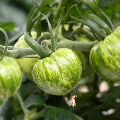 Tomate Green zébra tomate ancienne patrick seche la baule producteur local maraicher