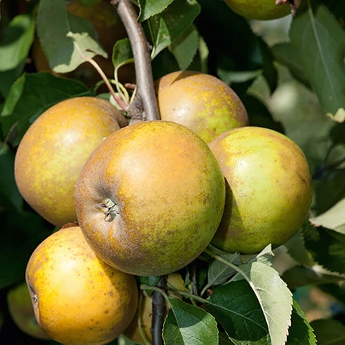 pomme sainte germaine la baule patrick séché producteur