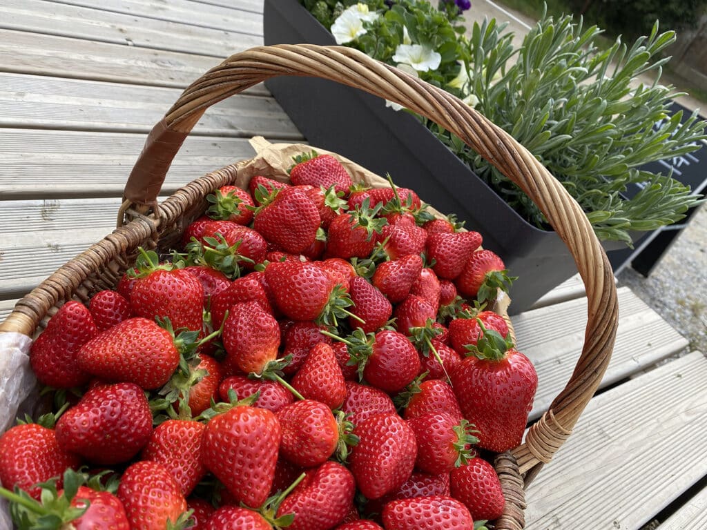 cueillette de fraise patrick seche la baule plein champ sous serre