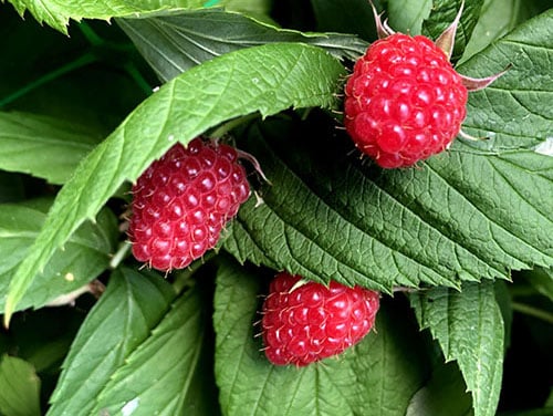 cueillette de framboise patrick seche la baule plein champ sous serre