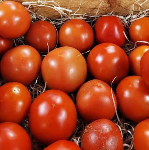 TOMATE paola patrick seche fruit et légumes de saison la baule